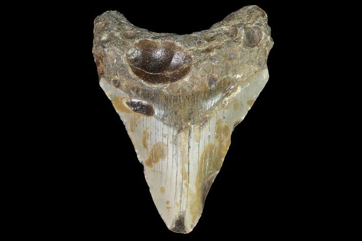Bargain, Fossil Megalodon Tooth - North Carolina #91633